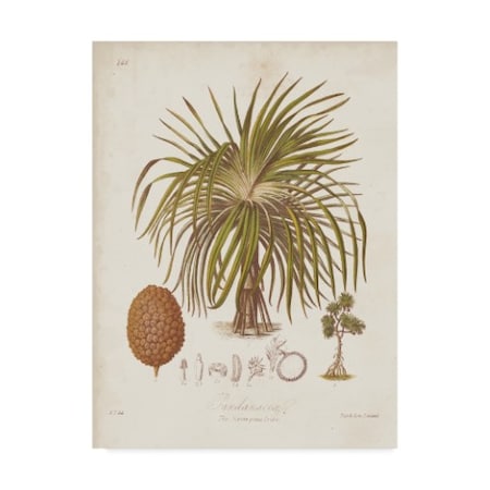 Trademark Fine Art Elizabeth Twining 'Antique Tropical Palm Ii' Canvas Art, 35x47 WAG04921-C3547GG